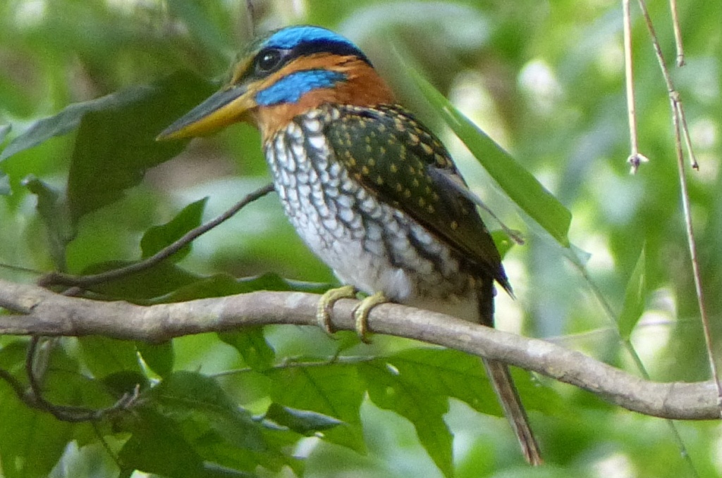 male Spotted Wood Kingfisher Actenoides lindsayi piskador kasay-kasay sakahang lilok farm tanay near manila philippines