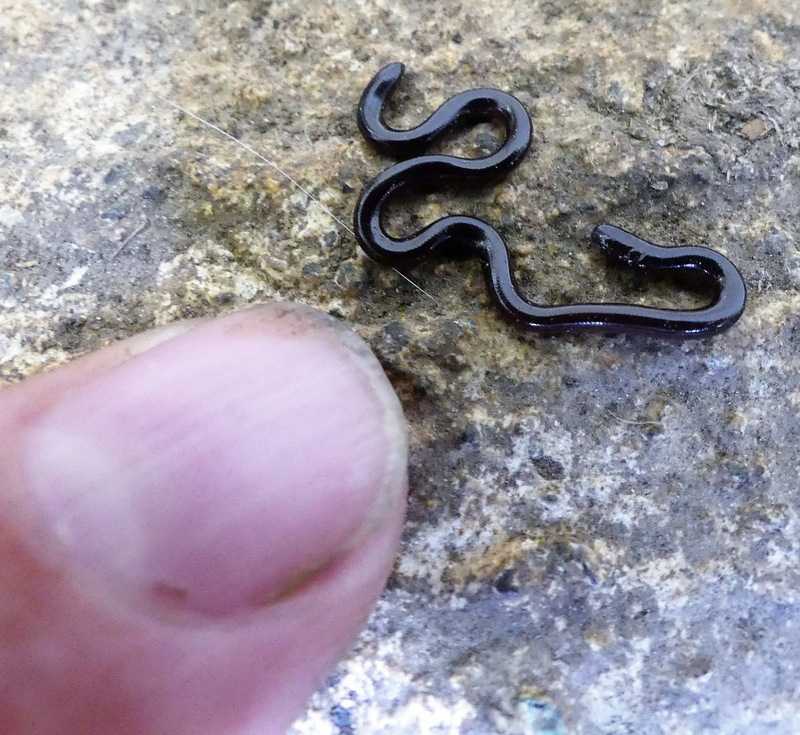 Brahminy Blindsnake Indotyphlops braminus worm snake nueva vizcaya Philippines tony gerard